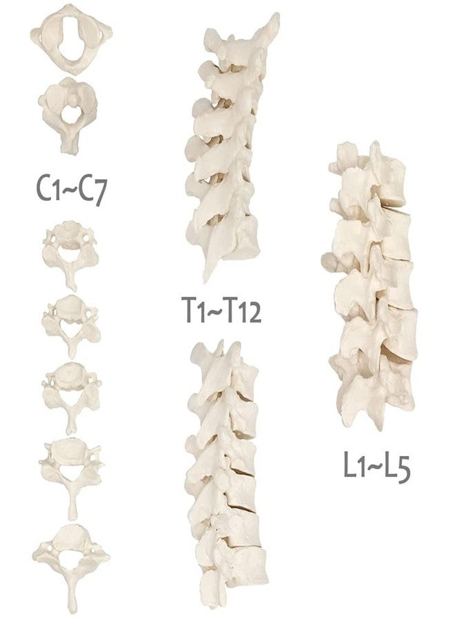 EVOTECH SCIENTIFIC Disarticulated Human Spine Model, Life Size 1-24 Spine Model with Sacrum and Coccyx with Intermediate Disc for Medical Educational Study Teaching Clinic Demonstration Tool - Image 2